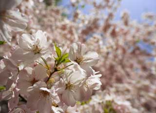 photo,material,free,landscape,picture,stock photo,Creative Commons,A cherry tree in full glory, cherry tree, petal, , 