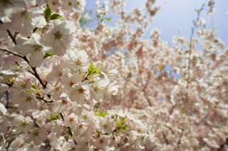 photo, la matire, libre, amnage, dcrivez, photo de la rserve,Un arbre de la cerise dans gloire pleine, arbre de la cerise, ptale, , 