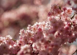 foto,tela,gratis,paisaje,fotografa,idea,Una flor de cerezo de doble en el orgullo lleno, Cerezo, Ptalo, , 