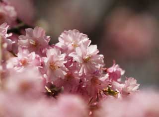 photo, la matire, libre, amnage, dcrivez, photo de la rserve,Une double fleur de la cerise dans gloire pleine, arbre de la cerise, ptale, , 