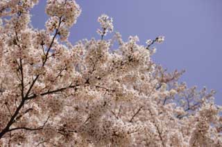 photo, la matière, libre, aménage, décrivez, photo de la réserve,Un arbre de la cerise dans gloire pleine, arbre de la cerise, pétale, arbre de la cerise, arbre de la cerise