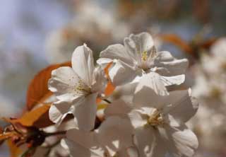 photo,material,free,landscape,picture,stock photo,Creative Commons,A cherry tree in full glory, cherry tree, petal, , 