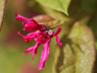 Foto, materiell, befreit, Landschaft, Bild, hat Foto auf Lager,Eine Blume von purpurhnlich rot, Purpurhnlich rot, Schnur, , 