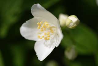 Foto, materiell, befreit, Landschaft, Bild, hat Foto auf Lager,Eine weie Blume, Wei, Bltenblatt, Staubblatt, 