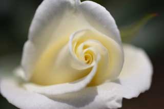 photo,material,free,landscape,picture,stock photo,Creative Commons,A white rose, White, petal, rose, 