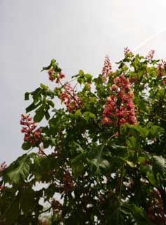 photo, la matire, libre, amnage, dcrivez, photo de la rserve,La chtaigne du cheval du safran d'un teinturier, arbre de la cerise, ptale, , 