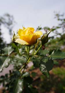 fotografia, materiale, libero il panorama, dipinga, fotografia di scorta,Primavera di una rosa gialla, Giallo, petalo, rosa, 