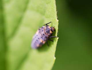 foto,tela,gratis,paisaje,fotografa,idea,Una larva de una mariquita, Mariquita, , , Larva