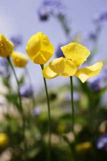 Foto, materieel, vrij, landschap, schilderstuk, bevoorraden foto,Een gele bloem, Geel, Kroonblad, Bloem, Blauwe lucht