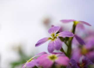 foto,tela,gratis,paisaje,fotografa,idea,Una floret de violeta azulado, Violeta azulada, Ptalo, Floret, Cielo azul