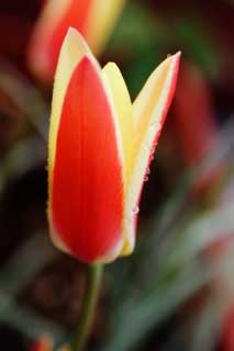fotografia, material, livra, ajardine, imagine, proveja fotografia,Uma tulipa, , tulipa, ptala, Vermelho
