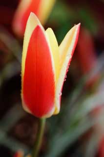 Foto, materieel, vrij, landschap, schilderstuk, bevoorraden foto,Een tulp, , Tulp, Kroonblad, Rood