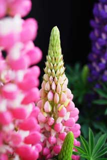 Foto, materieel, vrij, landschap, schilderstuk, bevoorraden foto,Voorjaar van een lupine, Lupine, Knop, , 