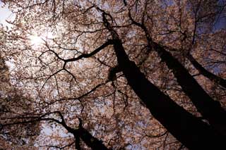 photo, la matire, libre, amnage, dcrivez, photo de la rserve,Une silhouette d'un toit d'un arbre de la cerise, arbre de la cerise, ptale, , 