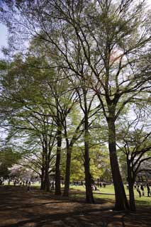 Foto, materiell, befreit, Landschaft, Bild, hat Foto auf Lager,Ein zelkova eines Sprsslinges, , zelkova, , Park