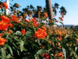 photo,material,free,landscape,picture,stock photo,Creative Commons,Tropical red flowers, red, , , 