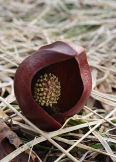 photo,material,free,landscape,picture,stock photo,Creative Commons,A skunk cabbage, skunk cabbage, Zen meditation grass, Dharmdoll so, Reddish brown
