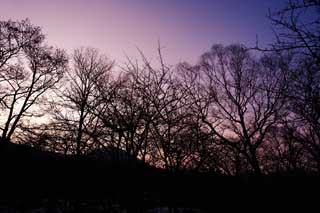 photo, la matire, libre, amnage, dcrivez, photo de la rserve,Les arbres du matin luisent, L'incandescence du matin, branche, silhouette, plante indigo