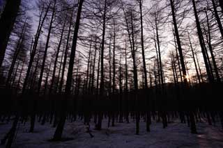 Foto, materieel, vrij, landschap, schilderstuk, bevoorraden foto,Bomen van de morgen gloeien, De morgen gloeien, Aftakking, Silhouette, Indigoe plant