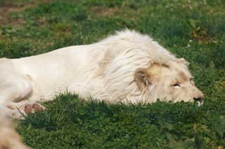 photo, la matire, libre, amnage, dcrivez, photo de la rserve,Un lion blanc, lion blanc, , LION, roi de btes