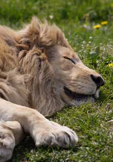 photo,material,free,landscape,picture,stock photo,Creative Commons,A sleep of a king, lion, , LION, king of beasts
