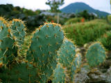 Foto, materiell, befreit, Landschaft, Bild, hat Foto auf Lager,Stachelige Birne, grn, Dorn, , 