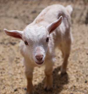 photo,material,free,landscape,picture,stock photo,Creative Commons,Butterfly Dai, goat, , , kid