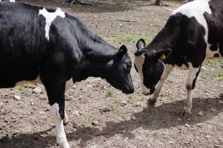 Foto, materieel, vrij, landschap, schilderstuk, bevoorraden foto,Een duel, , Koe, , Holstein