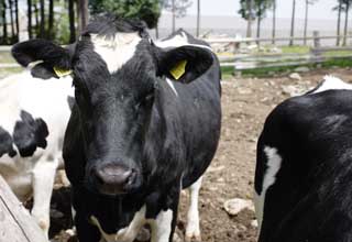 fotografia, materiale, libero il panorama, dipinga, fotografia di scorta,Una vacca, , vacca, , Holstein