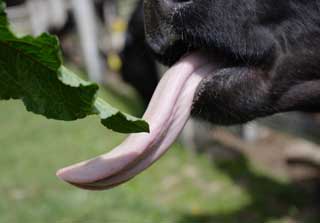 photo,material,free,landscape,picture,stock photo,Creative Commons,Cow tongue, , cow, , Holstein