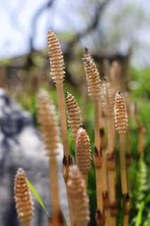 foto,tela,gratis,paisaje,fotografa,idea,Un horsetail de campo, Horsetail, Horsetail de campo, , 