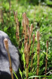 Foto, materieel, vrij, landschap, schilderstuk, bevoorraden foto,Een veld horsetail, Horsetail, Plaats in het veld horsetail, , 