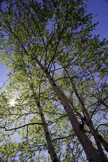 foto,tela,gratis,paisaje,fotografa,idea,Abedul blanco para un cielo azul, , Abedul blanco, , El sol