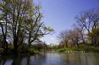 Foto, materiell, befreit, Landschaft, Bild, hat Foto auf Lager,Nakajimakoen, Teich, blauer Himmel, Wasser, Baumweg