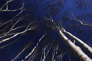 fotografia, materiale, libero il panorama, dipinga, fotografia di scorta,Il cielo di foresta di frusta bianca, , frusta bianca, Frusta bianca, cielo blu