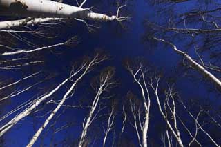 Foto, materiell, befreit, Landschaft, Bild, hat Foto auf Lager,Der Himmel weien Birkenwaldes, , weie Birke, Weie Birke, blauer Himmel