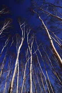 Foto, materiell, befreit, Landschaft, Bild, hat Foto auf Lager,Der Himmel weien Birkenwaldes, , weie Birke, Weie Birke, blauer Himmel