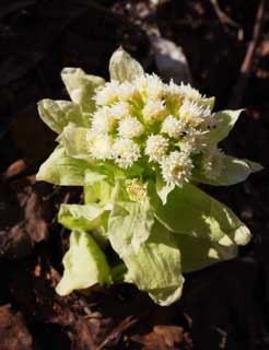 Foto, materieel, vrij, landschap, schilderstuk, bevoorraden foto,Een butterbur ontluiken, Butterbur ontluiken, , Fukino, Eetbare wilde plant