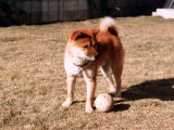 fotografia, materiale, libero il panorama, dipinga, fotografia di scorta,Questo  palla., cane, , , 