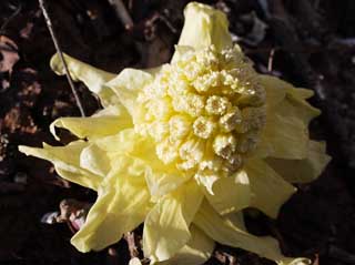 , , , , ,  .,butterbur sprout., butterbur sprout, , Fukino,   