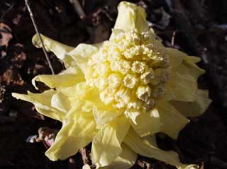 foto,tela,gratis,paisaje,fotografa,idea,Un brote de butterbur, Brote de butterbur, , Fukino, Planta salvaje comestible