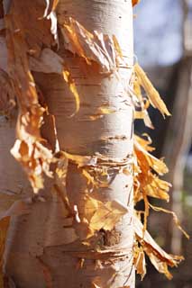 photo,material,free,landscape,picture,stock photo,Creative Commons,Ecdysis of white birch, , white birch, White birch, The bark