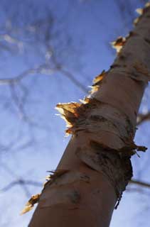 Foto, materiell, befreit, Landschaft, Bild, hat Foto auf Lager,Ecdysis weier Birke, , weie Birke, Weie Birke, Die Rinde