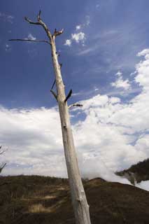 Foto, materiell, befreit, Landschaft, Bild, hat Foto auf Lager,Ich sterbe und bin immer noch hoch, Ausbruch, Katastrophe, toter Baum, 