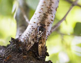 Foto, materieel, vrij, landschap, schilderstuk, bevoorraden foto,Een cicada, Cicada, Cigala, , De dop