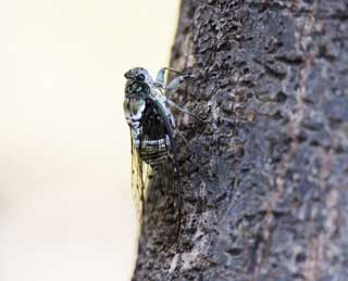 Foto, materieel, vrij, landschap, schilderstuk, bevoorraden foto,Een cicada, Cicada, Cigala, , De dop