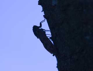 Foto, materieel, vrij, landschap, schilderstuk, bevoorraden foto,Een cicada, Cicada, Cigala, , De dop