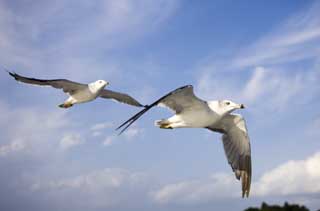 Foto, materieel, vrij, landschap, schilderstuk, bevoorraden foto,Een vleugel van een gull, Gull, , , Vlucht