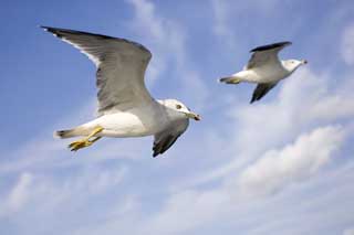 Foto, materieel, vrij, landschap, schilderstuk, bevoorraden foto,Een vleugel van een gull, Gull, , , Vlucht