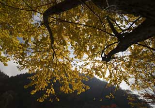 photo, la matire, libre, amnage, dcrivez, photo de la rserve,Les feuilles colores que je suis jaune, et clat, Jaune, rable, Backlight, Le soleil